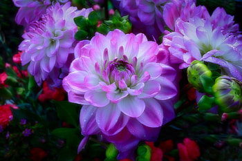 Dahlias, Flowers, Nature, Lilacs HD wallpaper