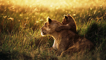 Animal cubs lion, , Cubs tablets, Chicago cubs HD wallpaper