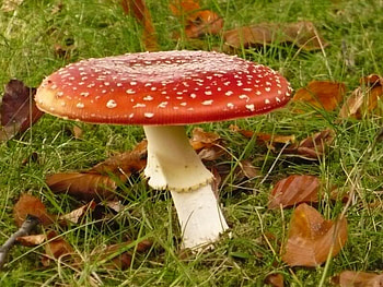 The Red Table, grass, flat, mushroom, red HD wallpaper