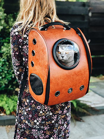 Animals, Cat, Pet, Girl, Stroll, Backpack, Rucksack, Friend HD phone wallpaper
