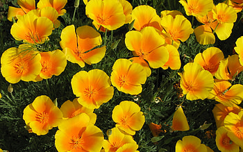 beautiful yellow poppies, poppies, flowers, yellow poppies, field HD wallpaper