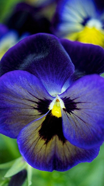 Pansy, Blue, Adorable Flower HD phone wallpaper