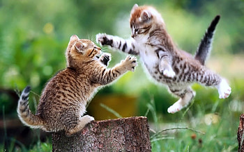 Animals, Cats HD wallpaper