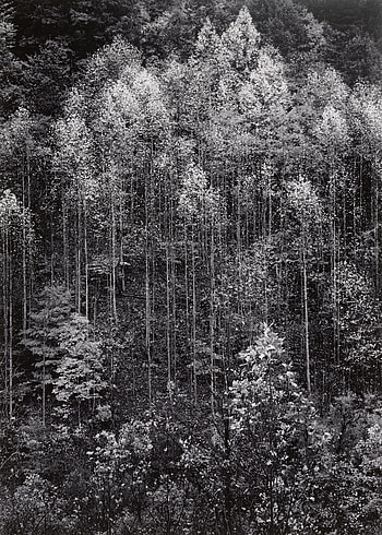Ansel Adams, Great Smoky Mountains, Tennessee, Iconic graphy HD phone wallpaper