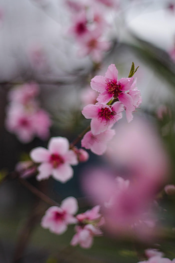 Flowers, Sakura, Macro, Bloom, Flowering, Branch HD phone wallpaper