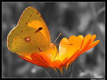 orange world for Monarch, nature, orange, butterfly, dandelion HD wallpaper