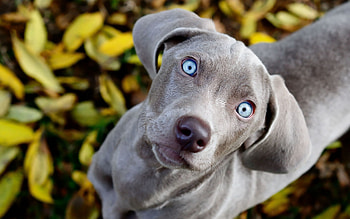 Animals, Dog, Muzzle, Sight, Opinion, To Watch, Watch, Curiosity HD wallpaper