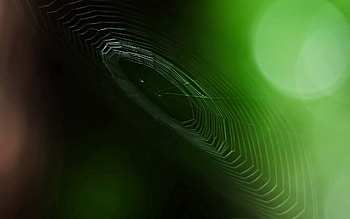 Background, Web, Macro, Grid, Focus HD wallpaper