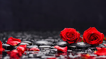 Beautiful Red Roses Flowers Petals Water Reflection In Black Background Rose HD wallpaper