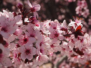 Flowers, Pink, Bloom, Flowering, Spring HD wallpaper