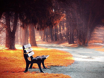 Which Path to Take, bench, paths, gold, park, leaves, yellow, red, trees, autumn HD wallpaper