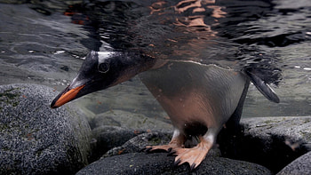 Cute penguin winter animal , Top backgrounds, Endearing creatures, Winter beauty HD wallpaper