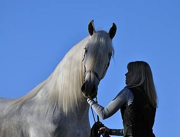 My Friend 1, spanish, andalusian, horses, white, friendship, girl HD wallpaper