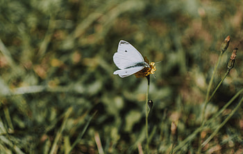 Flower, Macro, Butterfly HD wallpaper