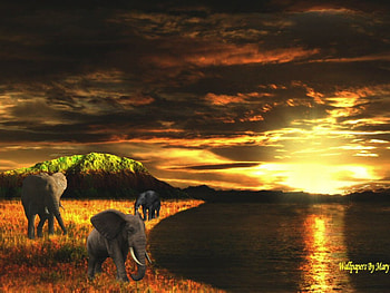 African Grace, africa, elephants, sunsets, ponds HD wallpaper