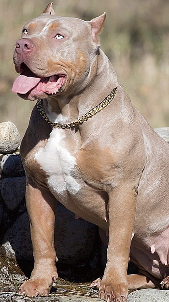 Pitbull Dog, Brown, Pet, Animal HD phone wallpaper