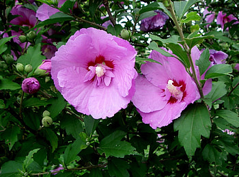Flowers, Leaves, Pink, Greens HD wallpaper