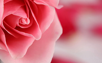 Macro, Light, Rose Flower, Rose, Petals, Light Coloured HD wallpaper
