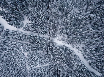 Stunning aerial shot capturing a snowy forest with beautifully arranged trees in a winter wonderland. HD wallpaper