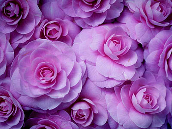 pink roses, pink, nature, flowers, roses HD wallpaper