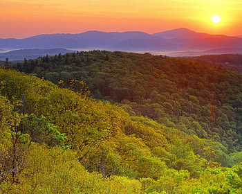 forests, trees, sky, forest, sunset HD wallpaper