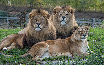 Family of Lion, pride, lion, lioness, Family HD wallpaper