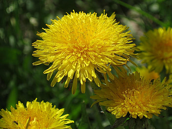 Plants, Flowers HD wallpaper