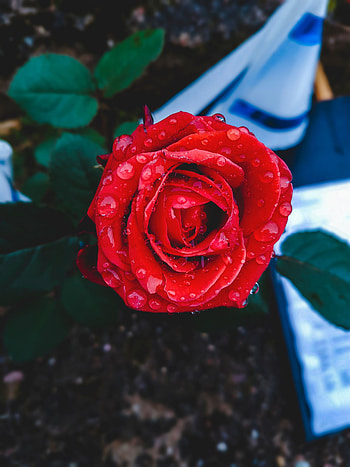 Flowers, Drops, Rose Flower, Rose, Bud, Close-Up HD phone wallpaper