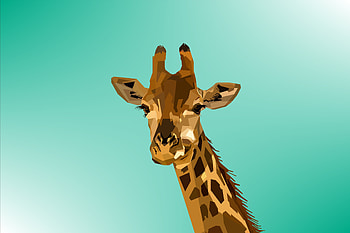 Art, Vector, Muzzle, Giraffe HD wallpaper