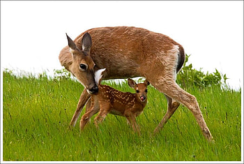 Deer w Kid, kid, beautiful, , deer HD wallpaper