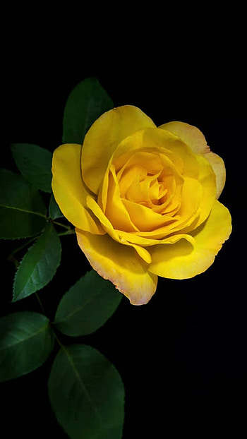 Yellow Rose, Adorable Rose HD phone wallpaper