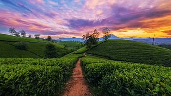 Tea Plantation in Vietnam, plants, path, landscape, colors, trees, clouds, sky HD wallpaper
