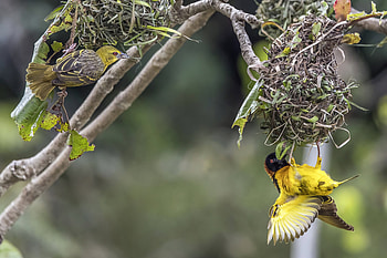 Village weaver (Ploceus cucullatus) - Kakum National Park, Ghana, Animal HD wallpaper