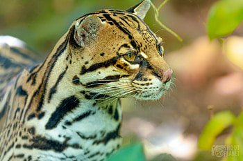 Guadeloupe Zoo, Ocelots HD wallpaper