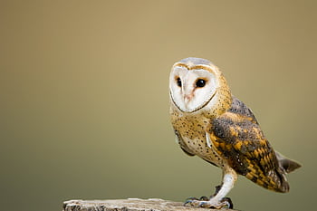Close-up of a barn owl perched, highlighting its delicate plumage in a natural setting. HD wallpaper