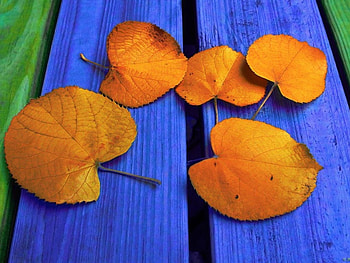 Golden Leaves, planks blue, leaves, green HD wallpaper