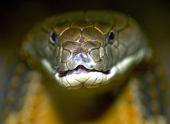 Animals, Color, Snake, Scale, Scales, Poison HD wallpaper