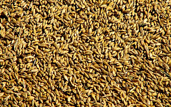 Wheat, Texture, Textures, Surface, Grain, Collection, Corn, Gathering HD wallpaper