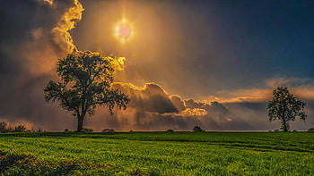 Field Trees Grass Sky, field, trees, sky, grass, nature HD wallpaper