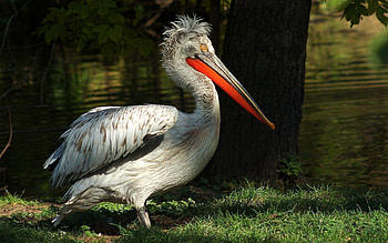 Animals, Trees, Grass, Color, Pelican, Big Beak HD wallpaper