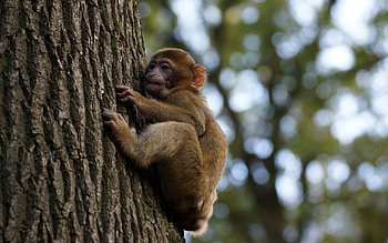 Tree monkey baby, backgrounds, Monkey HD wallpaper