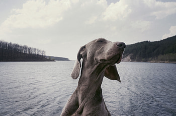 Animals, Dog, Muzzle, Cool, Satisfied, Content HD wallpaper