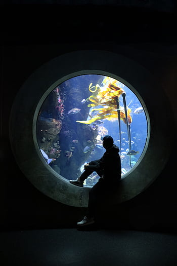 A captivating silhouette of a person viewing an underwater scene through a large aquarium window in San Francisco. HD phone wallpaper