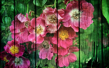 Flowers, Background HD wallpaper