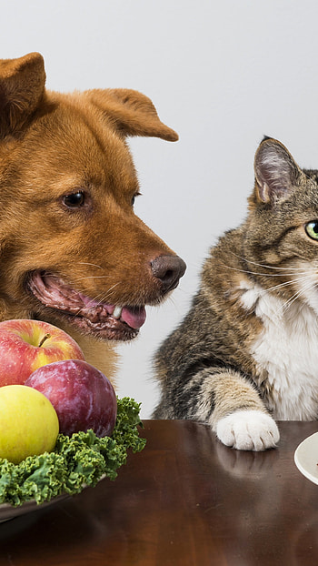 Cat And Dog, loves food, food time, cat and dog on dinning, dogcatlovesfood HD phone wallpaper