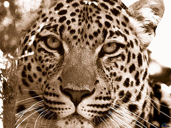 Leopard face, animal, leopard, face, mammal, feline HD wallpaper