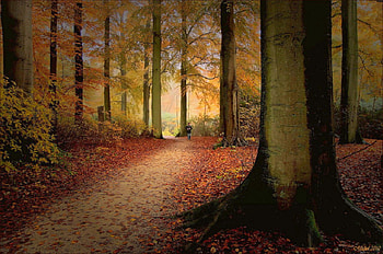 Autumn Trees, trees, autumn, beautiful HD wallpaper