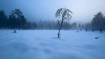 Winter Tree, Nature, Winter, snow, Tree HD wallpaper