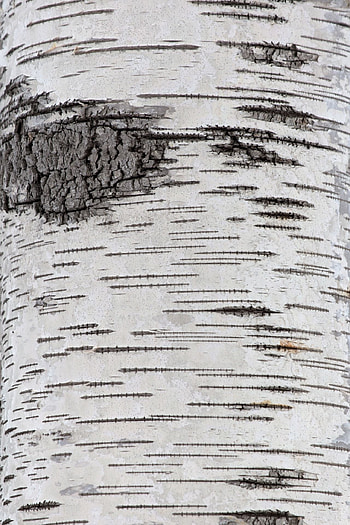 Texture graphy, nature stock, Tree textures, Texture thanks HD phone wallpaper