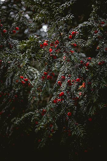Nature, Berries, Bush, Branches HD phone wallpaper